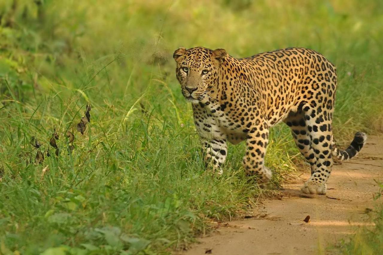 Sargur Jungle Trailz Kabini B&B 외부 사진